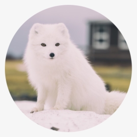 Transparent Arctic Fox Png - White Fox, Png Download, Transparent PNG