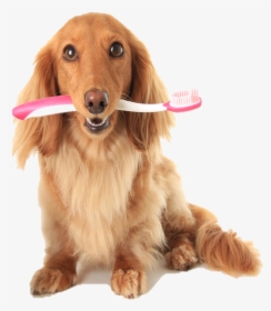 Picture - Cat Brushes Dogs Teeth, HD Png Download, Transparent PNG