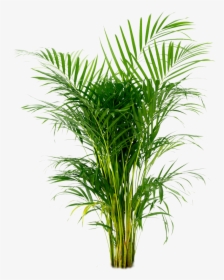 Potted Plant Png -areca Palm, Arecaceae, Houseplant, - Areca Palm, Transparent Png, Transparent PNG