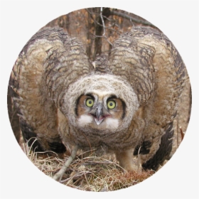 Transparent Great Horned Owl Png - Screech Owl, Png Download, Transparent PNG