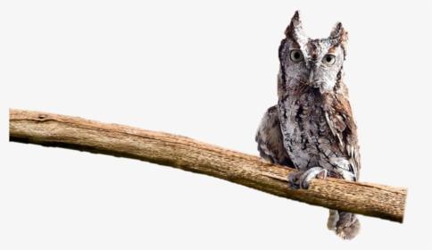 Belle On Perch - Owl On Perch Png, Transparent Png, Transparent PNG
