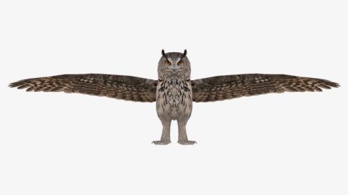 Owl - Great Horned Owl, HD Png Download, Transparent PNG