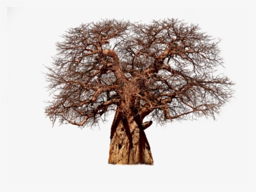 Tree, Baobab, Aesthetic, Tribe, Adansonia, African, HD Png Download, Transparent PNG