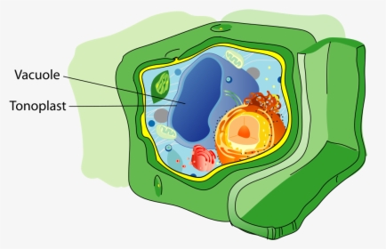 Vacuole Structure, HD Png Download, Transparent PNG