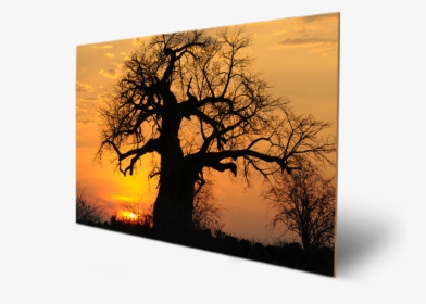 High Resolution Baobab Tree, HD Png Download, Transparent PNG