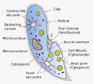 Transparent Vacuole Png - Unicellular Organisms, Png Download ...