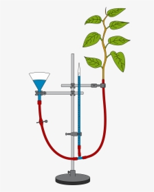 Measurement Of Transpiration With A Potometer - Transpiration Potometer, HD Png Download, Transparent PNG