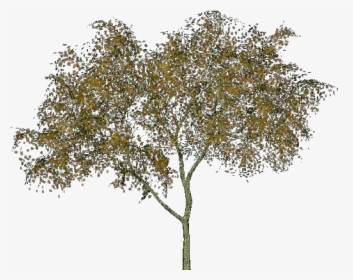 Alnus Glutinosa - Alder Tree Transparent Png, Png Download, Transparent PNG