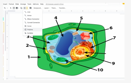 Plant Cell Vs Animal Cell Simple , Png Download - Simple Plant Cell