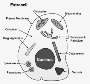 Chloroplast And Cytoplasm, HD Png Download, Transparent PNG