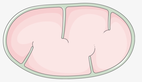 Circle, HD Png Download, Transparent PNG