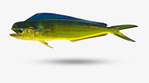 Mahi Lure,bony-fish - Marine Mammal, HD Png Download, Transparent PNG