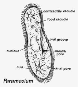Nutrition In Paramecium Diagram, HD Png Download, Transparent PNG
