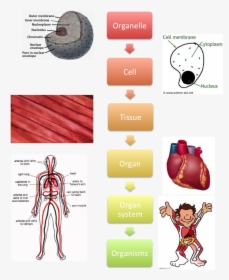 Levels Of Organisation Biology, HD Png Download, Transparent PNG