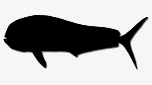 Mahi Mahi Png Transparent Images - Whale, Png Download, Transparent PNG