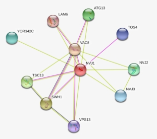 Nvj1 Protein - Circle, HD Png Download, Transparent PNG