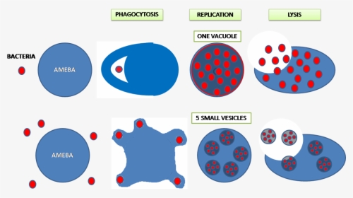Legionella Pneumophila And Amoeba, HD Png Download, Transparent PNG