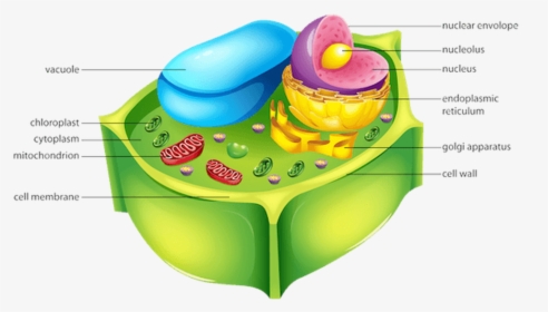 Picture - Cellulose In Plant Cell, HD Png Download, Transparent PNG