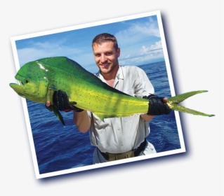 Transparent Mahi Mahi Png - Fisherman, Png Download, Transparent PNG
