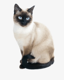 Transparent Siamese Cat Png - Siamese Cat Png, Png Download, Transparent PNG