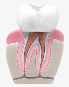 Transparent Teeth Grill Png - Imagenes Animadas De Endodoncia, Png Download, Transparent PNG