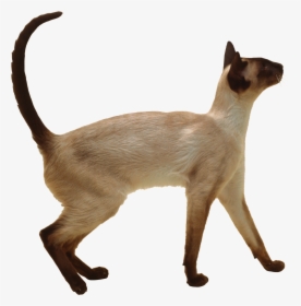 Cat Png - Siamese Cat Short Hair, Transparent Png, Transparent PNG