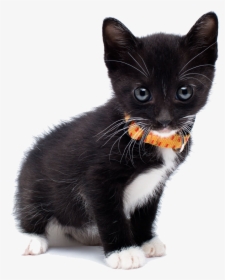 European Shorthair Cat American Transparent Background - Cat, HD Png Download, Transparent PNG