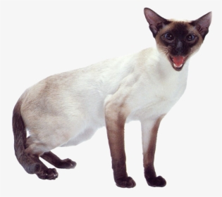 Javanese - Siamese Cats, HD Png Download, Transparent PNG