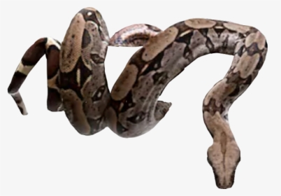 Snake Freetoedit - Snake Coiled On Tree, HD Png Download, Transparent PNG
