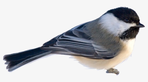 #chickadee #bird #freetoedit - White Breasted Nuthatch, HD Png Download, Transparent PNG