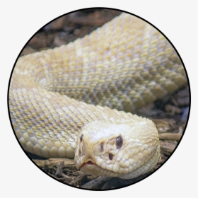 Northern Copperhead, HD Png Download, Transparent PNG