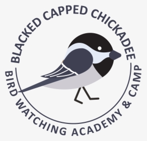 Black Capped Chickadee Picture - Old World Flycatcher, HD Png Download, Transparent PNG