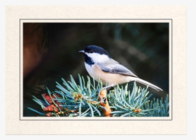 Black Capped Chickadee - Chickadee, HD Png Download, Transparent PNG