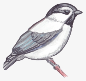 Mountain Chickadee Drawings, HD Png Download, Transparent PNG