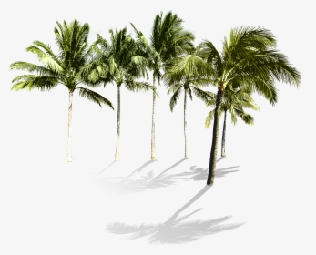 Clip Art Arecaceae Beach Wallpaper Tropical - Palm Trees Png Transparent, Png Download, Transparent PNG
