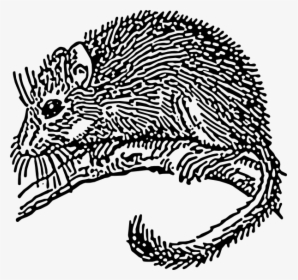 Dormouse Rodent Svg Clip Arts - Dormouse Drawing, HD Png Download, Transparent PNG