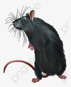 Dirty Mouse Animal Png - Png Rats, Transparent Png, Transparent PNG