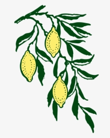 Lemon Tree Silhouette Png, Transparent Png, Transparent PNG