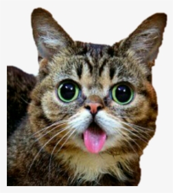 #lilbub #bub #cat #cute #derpy - Chat Langue Qui Sort, HD Png Download, Transparent PNG