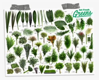 Types Of Greenery For Wedding, HD Png Download, Transparent PNG