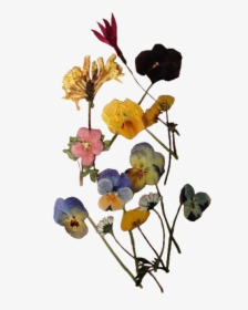 #pressedflowers #flowers #vintage #niche #nichememe - Transparent Pressed Flowers Png, Png Download, Transparent PNG