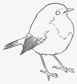 Transparent Feather Outline Png - Line Drawing Of A Robin, Png Download, Transparent PNG