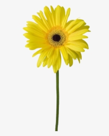 Common Yellow Flowers Transprent - Yellow Flower Clipart Png Free, Transparent Png, Transparent PNG