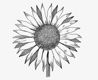 Line Art Sunflower Vector, HD Png Download, Transparent PNG