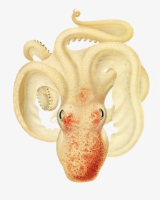 Ocotpus Clipart Soft Pale Colors - Octopus, HD Png Download, Transparent PNG