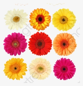 Perfume Clipart Daisy - Margarida Flor In English, HD Png Download, Transparent PNG