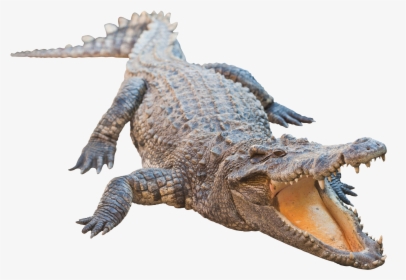 Crocodile Png, Transparent Png, Transparent PNG