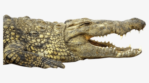 Crocodile - Nile Crocodile Png, Transparent Png, Transparent PNG