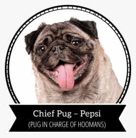 Pepsi - Pug, HD Png Download, Transparent PNG