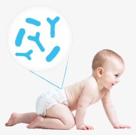 Transparent Baby Crawling Png - Baby, Png Download, Transparent PNG